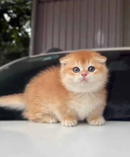 Munchkin Fold