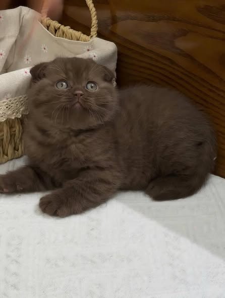 Scottish Fold