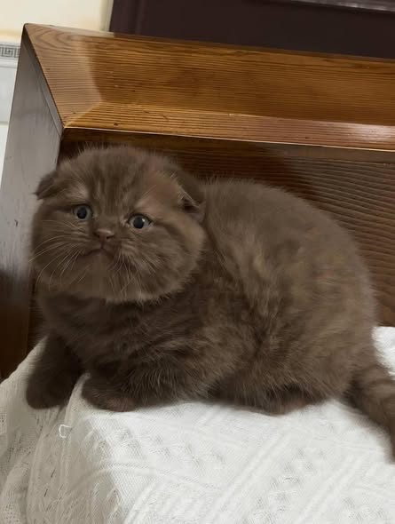 Scottish Fold