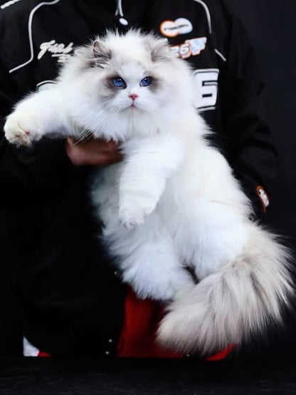 Ragdoll