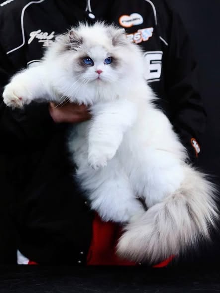 Ragdoll
