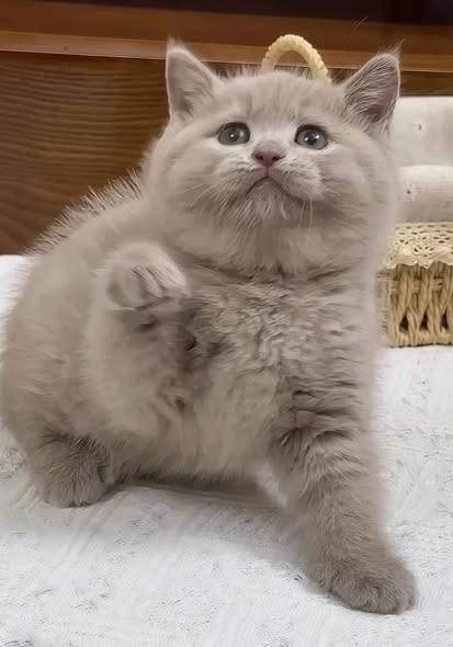 British Shorthair