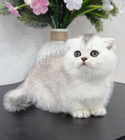 Munchkin Fold