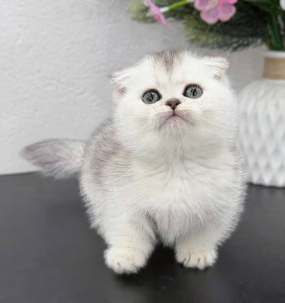 Munchkin Fold
