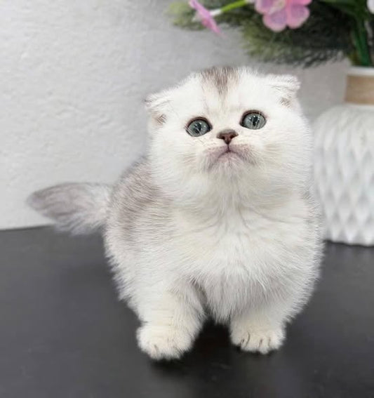 Munchkin Fold