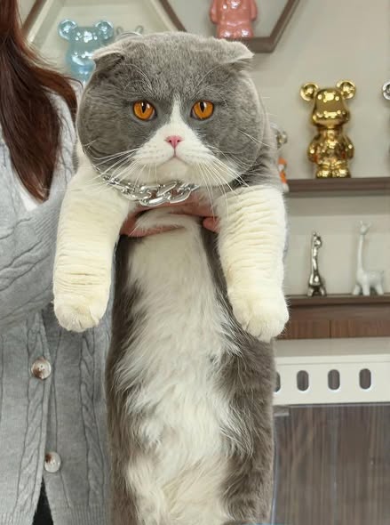 Scottish Fold