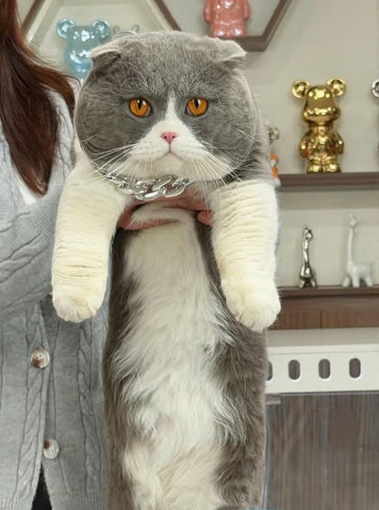 Scottish Fold