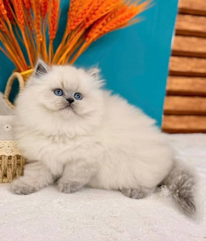 British Longhair