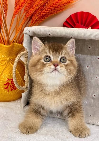 British Shorthair