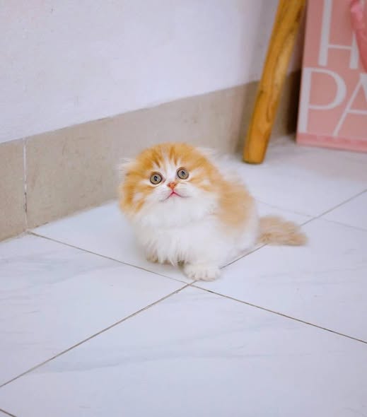 Munchkin Fold Longhair