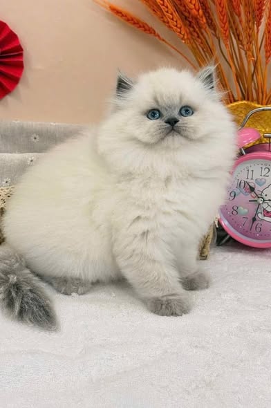British Longhair