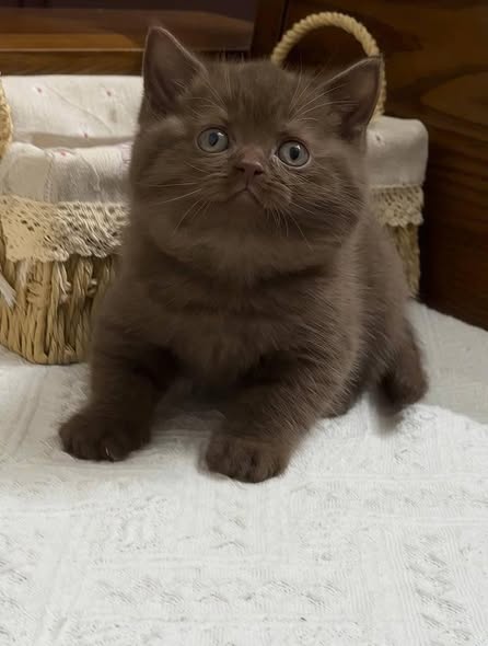 British Shorthair
