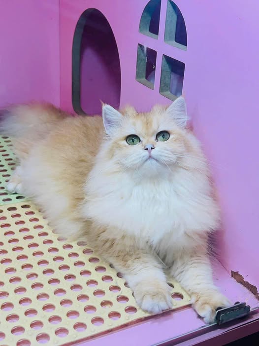 British Longhair