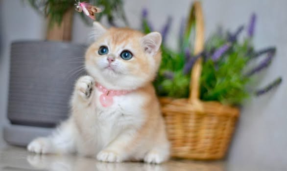 British Shorthair