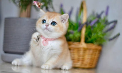 British Shorthair