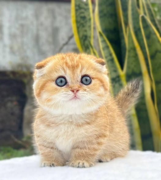 Munchkin Fold