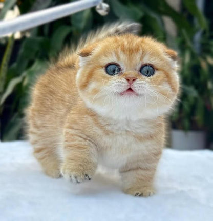 Munchkin Fold