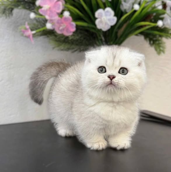 Munchkin Fold