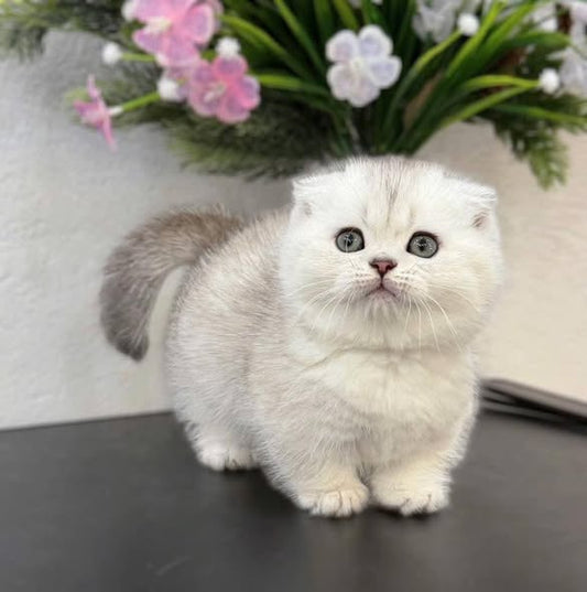 Munchkin Fold