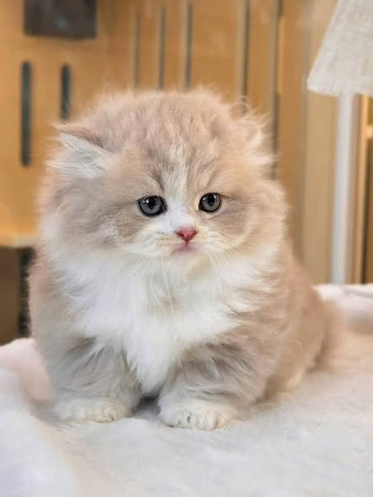 Munchkin Longhair