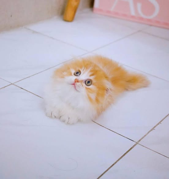 Munchkin Fold Longhair