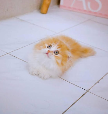 Munchkin Fold Longhair