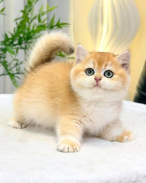 Munchkin