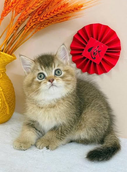 British Shorthair