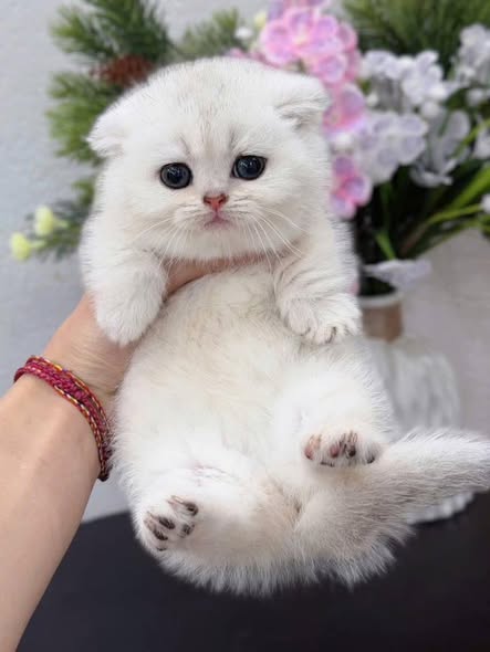 Munchkin Fold