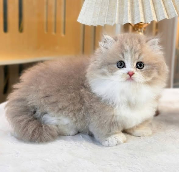 Munchkin Longhair
