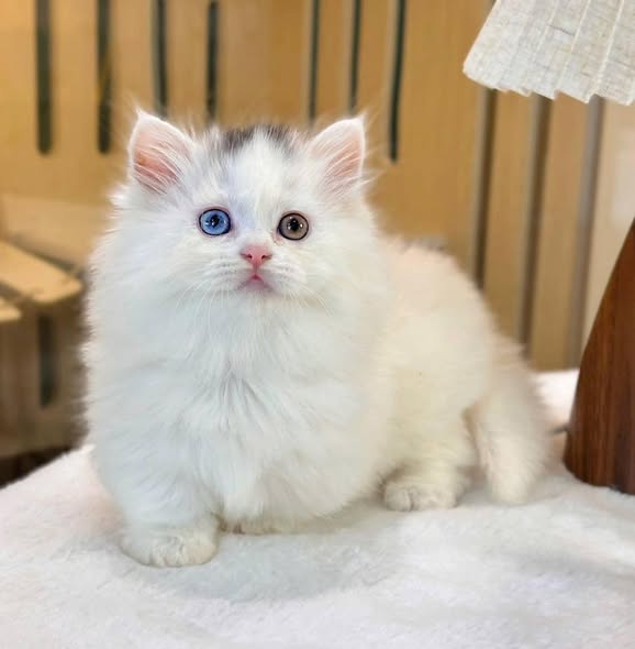 Munchkin Longhair