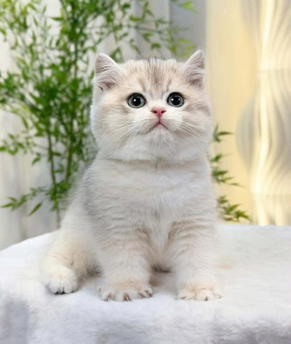 British Shorthair