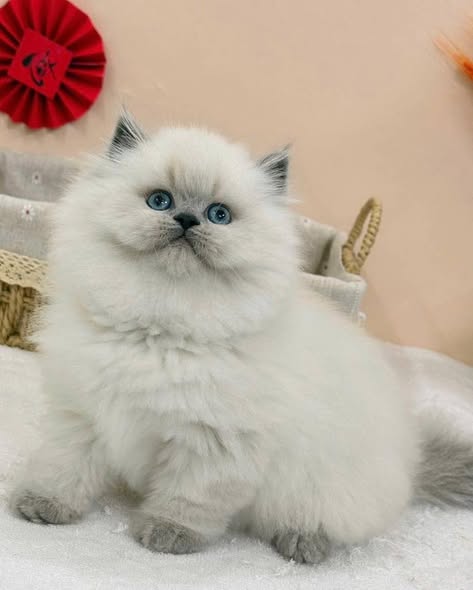 British Longhair