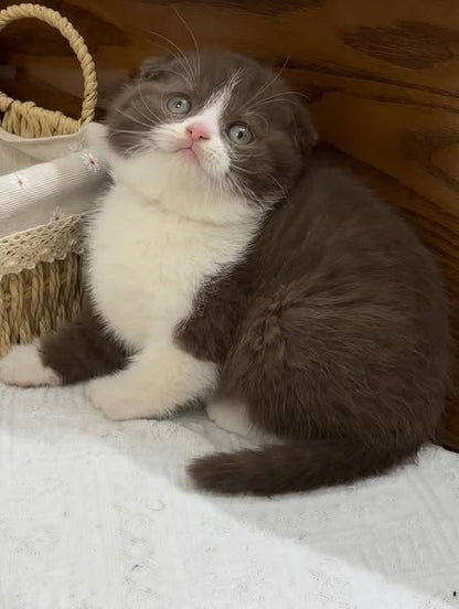 Scottish Fold
