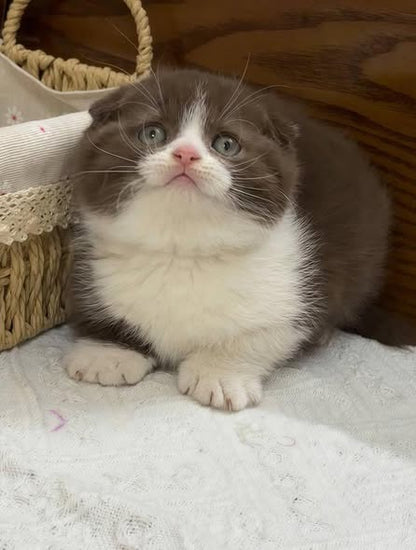 Scottish Fold