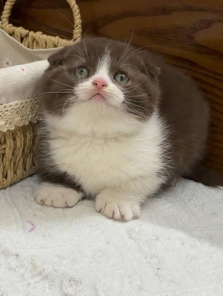 Scottish Fold