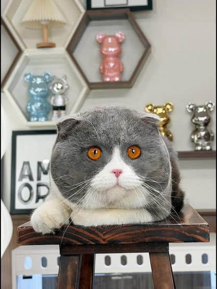 Scottish Fold