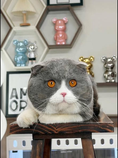 Scottish Fold