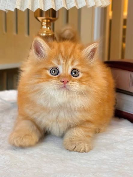 British Longhair