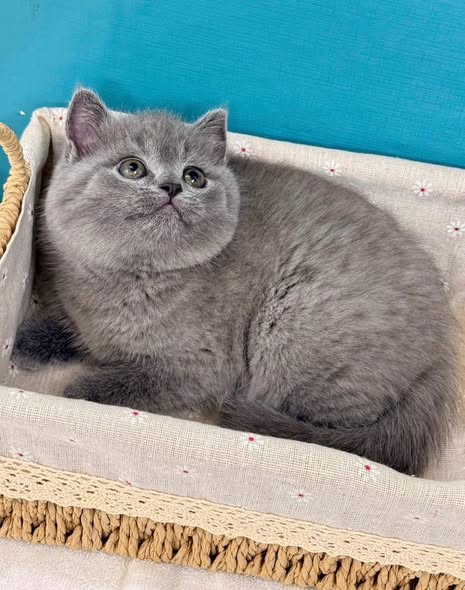 British Shorthair