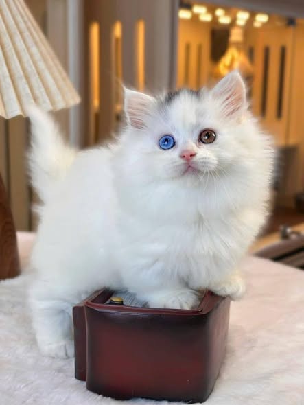 Munchkin Longhair