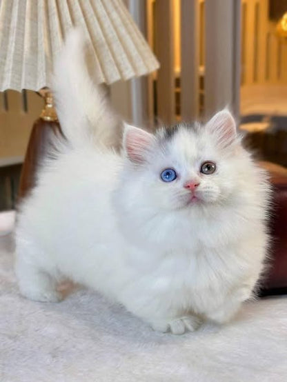 Munchkin Longhair