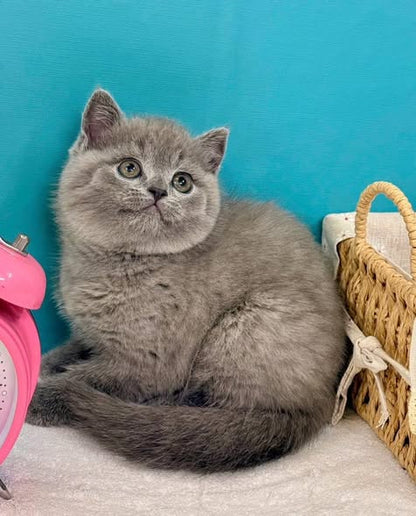 British Shorthair