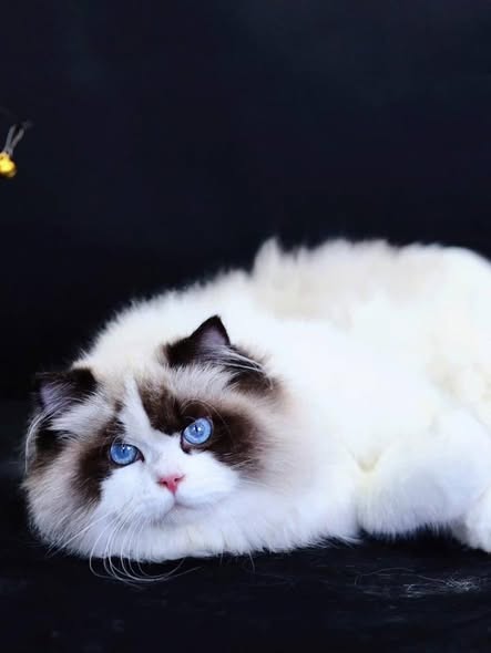 Ragdoll
