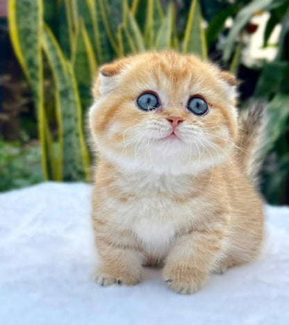 Munchkin Fold