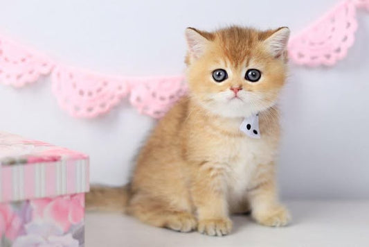 British Shorthair