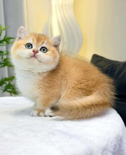 Munchkin
