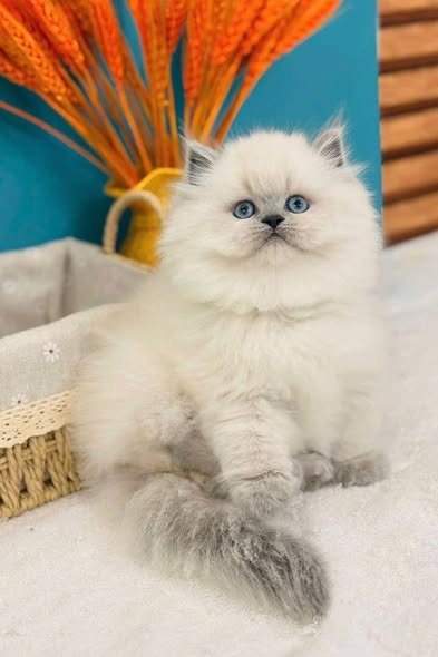 British Longhair