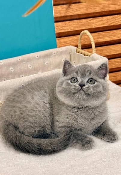 British Shorthair