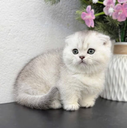 Munchkin Fold